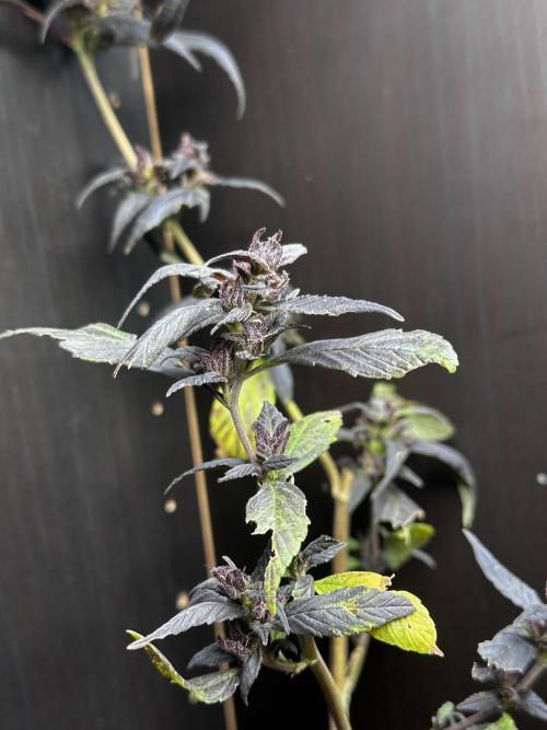 Revive 🧟‍♀️. Week 24