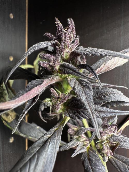 Revive 🧟‍♀️. Week 24