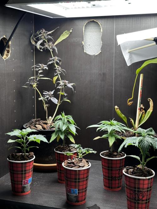 Revive 🧟‍♀️. Week 24