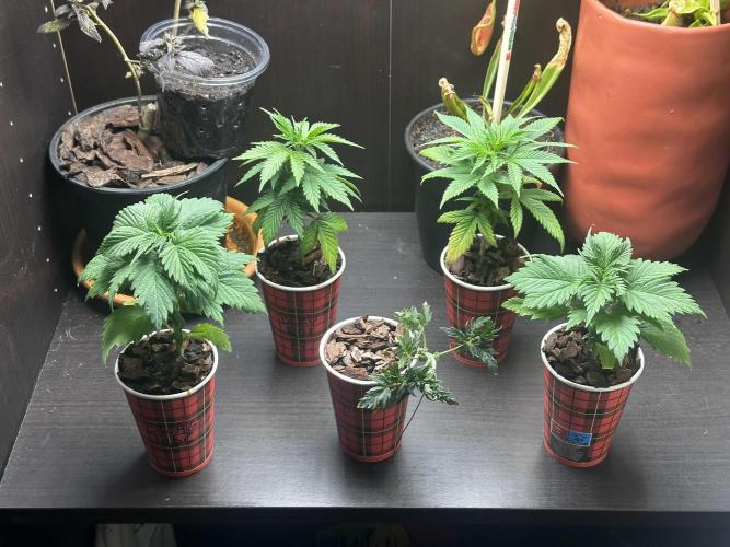 Grow the banger. Week 5