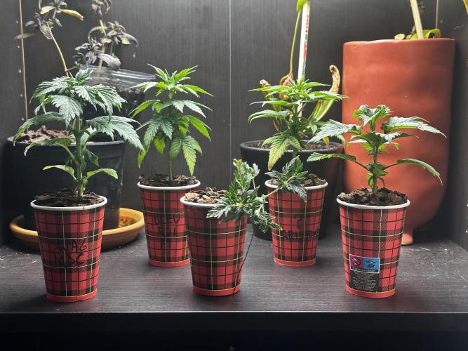 Grow the banger. Week 5