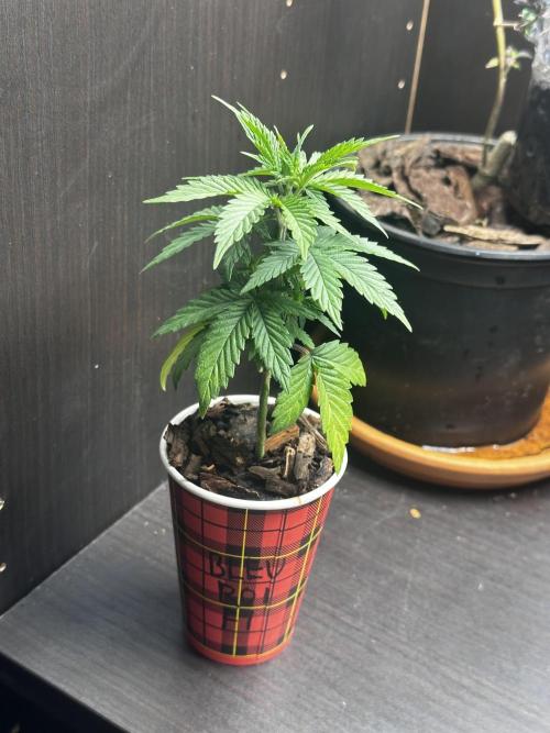 Grow the banger. Week 5