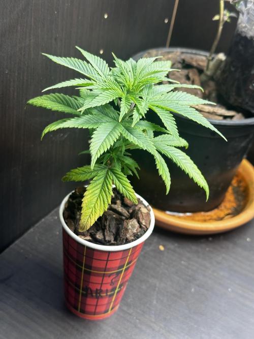 Grow the banger. Week 5