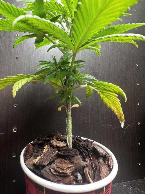 Grow the banger. Week 5