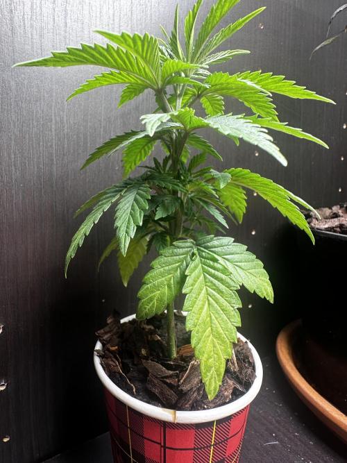 Grow the banger. Week 5