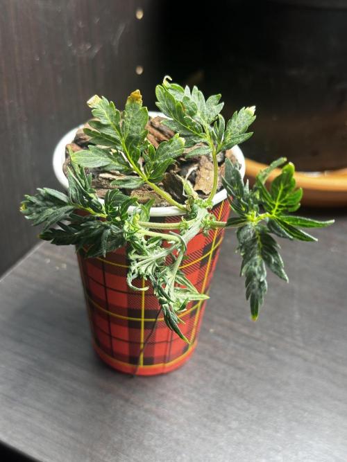 Frosty Auto in a cup. Week 5