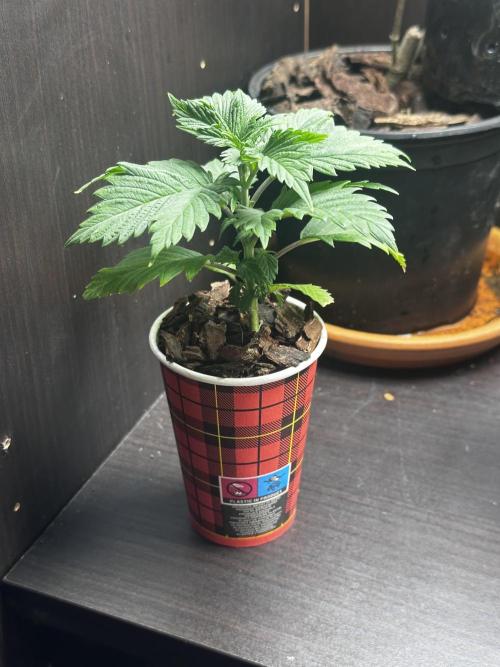 I hope to have a raptor . Week 5