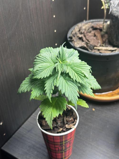 I hope to have a raptor . Week 5