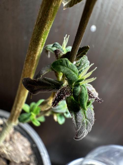 VENOM IS COME BACK BABY !!. Week 25