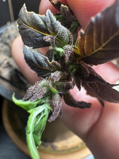 VENOM IS COME BACK BABY !!. Week 25