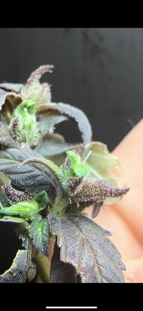 VENOM IS COME BACK BABY !!. Week 25