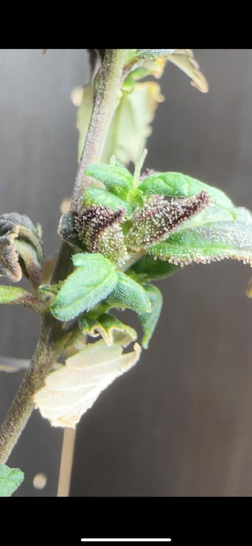 VENOM IS COME BACK BABY !!. Week 25