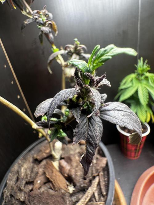 VENOM IS COME BACK BABY !!. Week 25