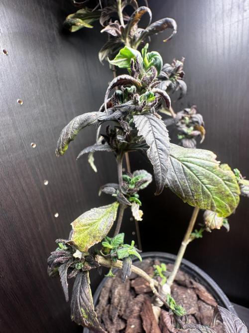 VENOM IS COME BACK BABY !!. Week 25