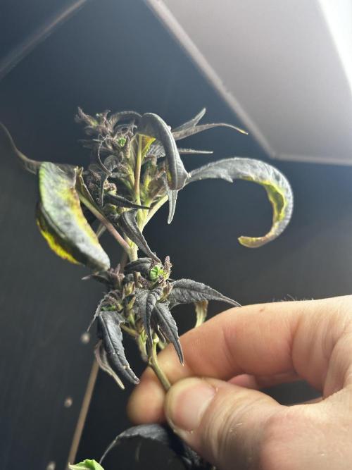 VENOM IS COME BACK BABY !!. Week 25