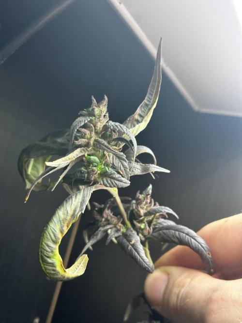 VENOM IS COME BACK BABY !!. Week 25