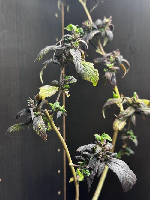 VENOM IS COME BACK BABY !!. Week 25