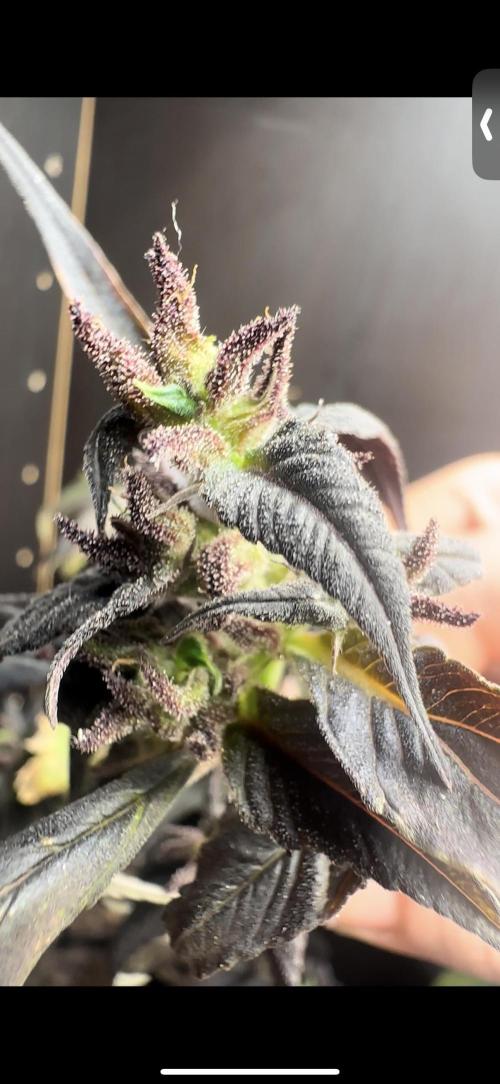 VENOM IS COME BACK BABY !!. Week 25