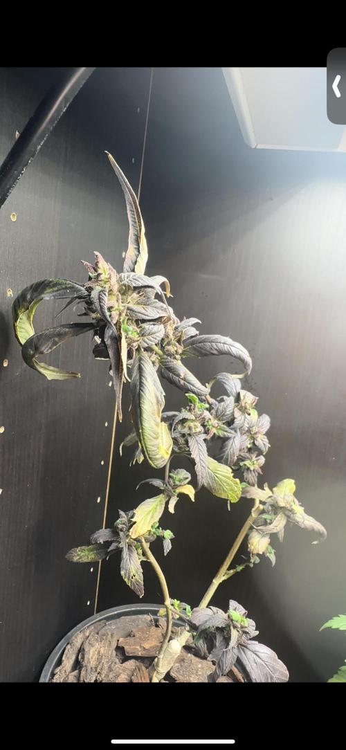 VENOM IS COME BACK BABY !!. Week 25