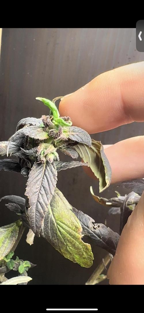 VENOM IS COME BACK BABY !!. Week 25