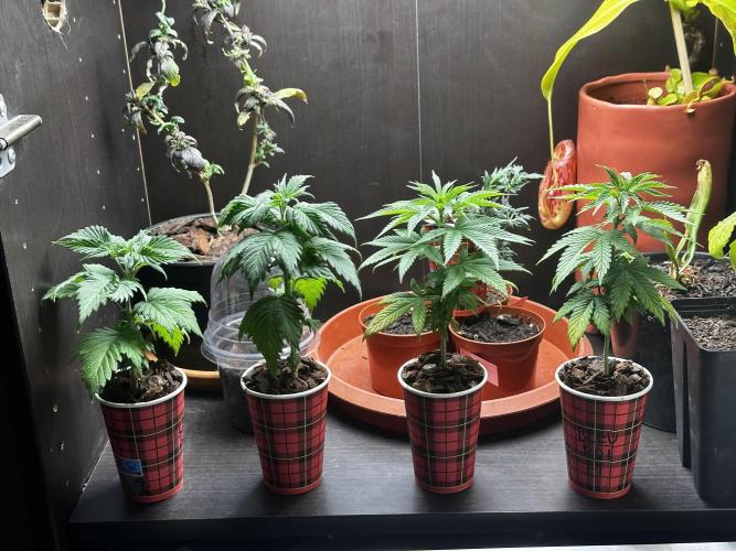 Grow the banger. Week 6