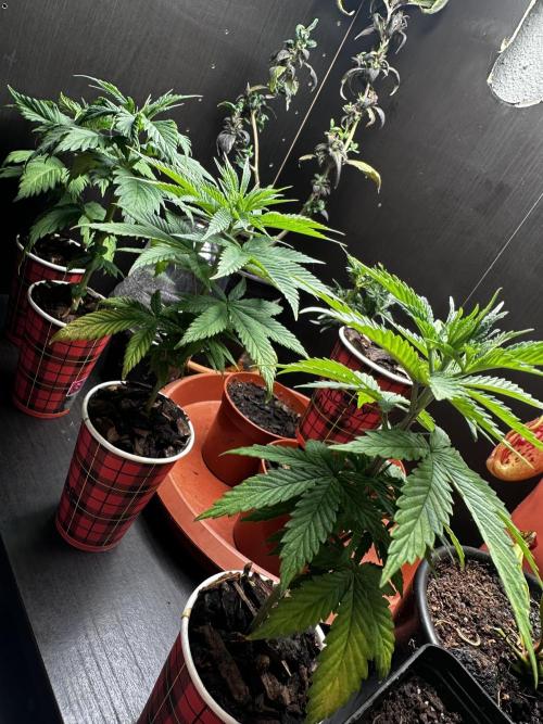 Grow the banger. Week 6