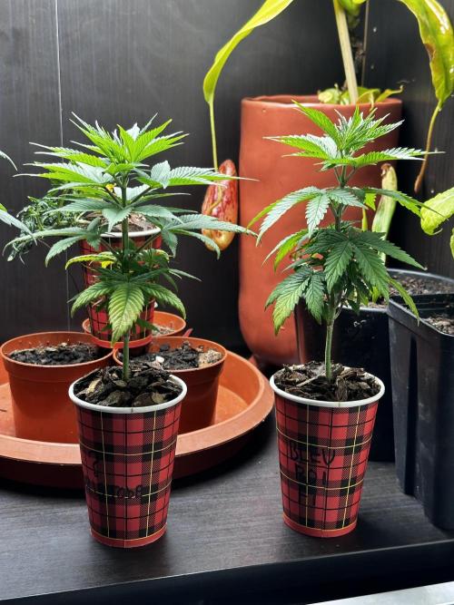 Grow the banger. Week 6