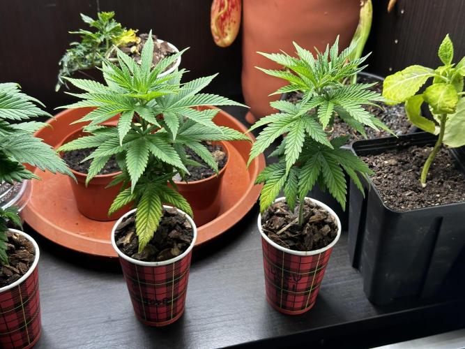 Grow the banger. Week 6