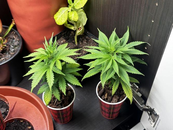 Grow the banger. Week 6