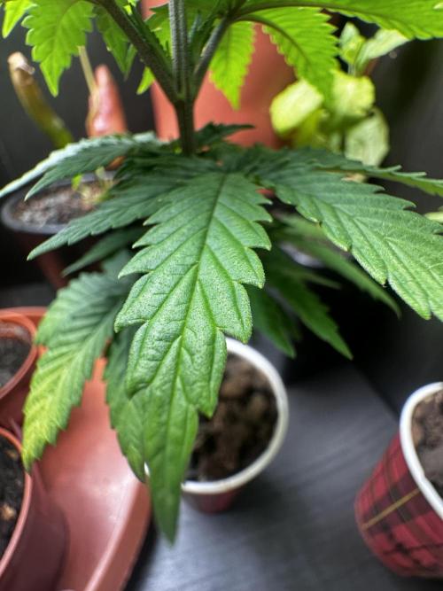 Grow the banger. Week 6