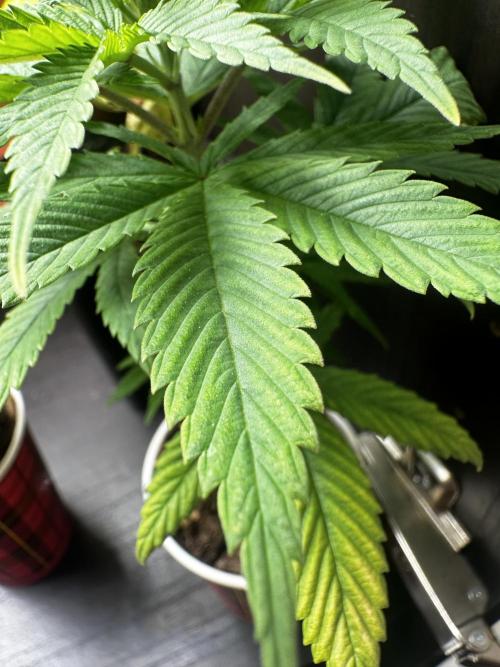 Grow the banger. Week 6