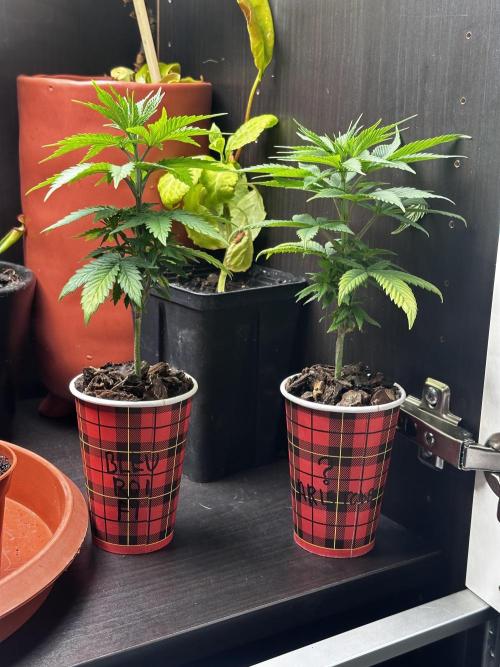 Grow the banger. Week 6