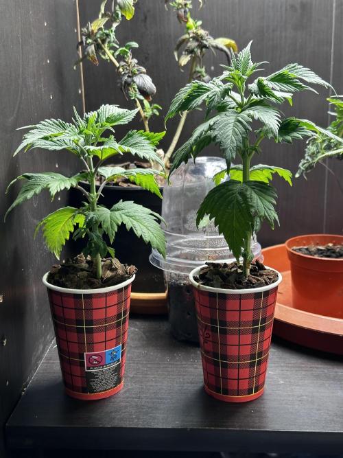 I hope to have a raptor . Week 6