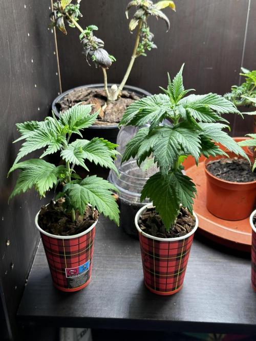 I hope to have a raptor . Week 6