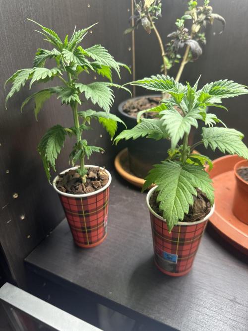 I hope to have a raptor . Week 6