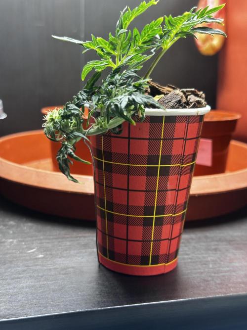 Frosty Auto in a cup. Week 6