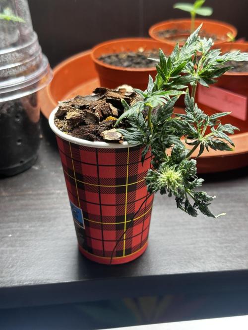 Frosty Auto in a cup. Week 6