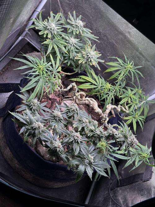 High Contact Bonsaï Project 👅. Week 17