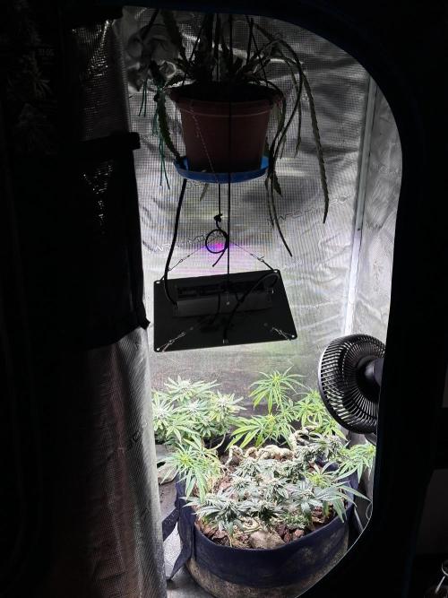 High Contact Bonsaï Project 👅. Week 17