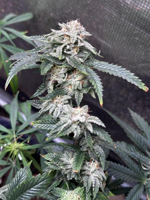 High Contact Bonsaï Project 👅. Week 17