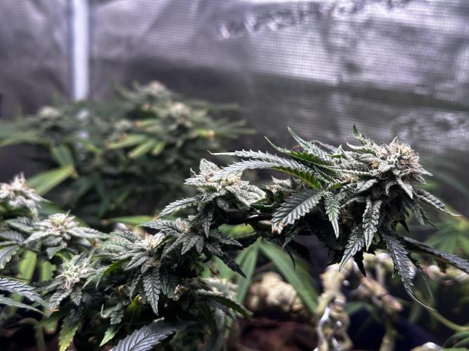 High Contact Bonsaï Project 👅. Week 17