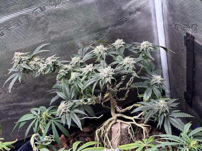 High Contact Bonsaï Project 👅. Week 17