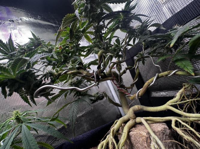 High Contact Bonsaï Project 👅. Week 17