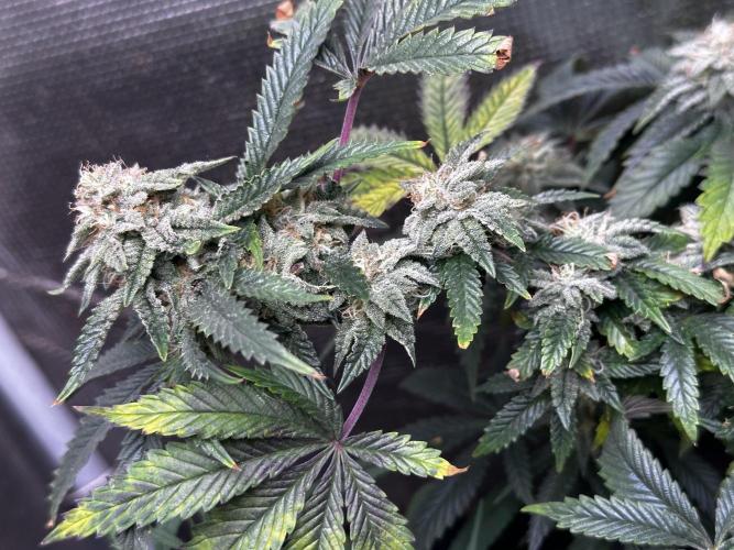 High Contact Bonsaï Project 👅. Week 17