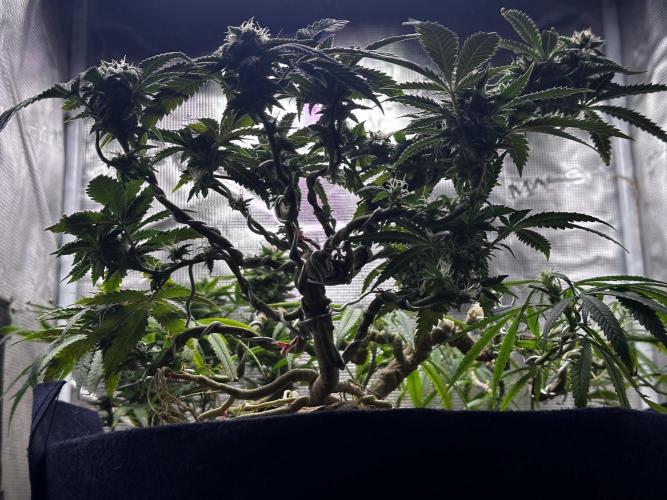 High Contact Bonsaï Project 👅. Week 17