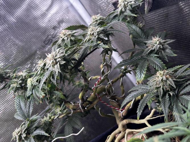 High Contact Bonsaï Project 👅. Week 17