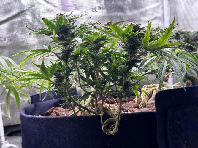 Millésime Bonsaï Project 👅. Week 23