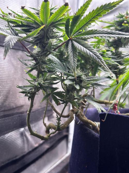 Millésime Bonsaï Project 👅. Week 23