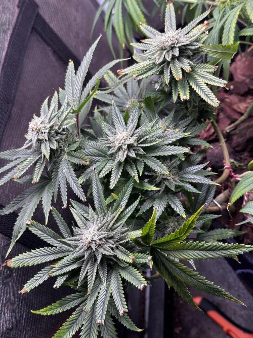 Millésime Bonsaï Project 👅. Week 23