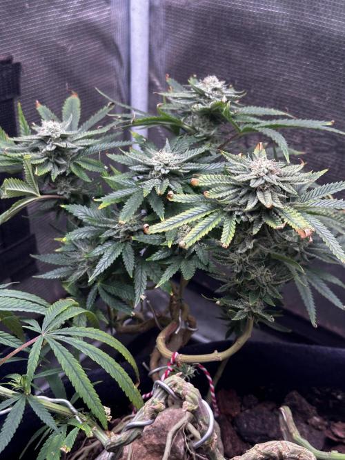 Millésime Bonsaï Project 👅. Week 23